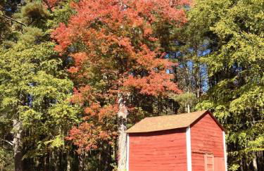 Apple Orchard & Forest Retreat with Woodland Pond - Foto 24