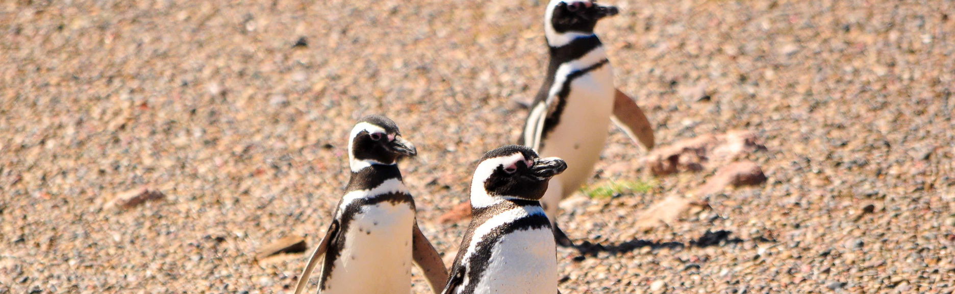 Excursion à Rawson + Isla Escondida + Punta Tombo