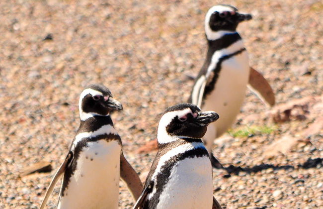 Punta Tombo Trip + Dolphin Spotting - Photo 1