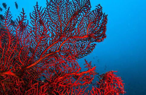 La Muette Cachée - Charming House by the Sea - Foto 58