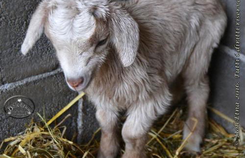 Agriturismo Dolcetna - Foto 32