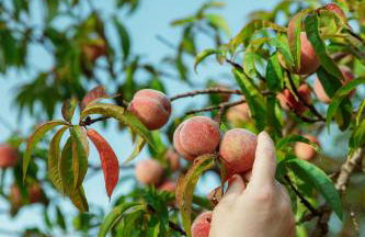 Relais Incanto - Agriturismo Nel Giardino di Fien - Foto 27