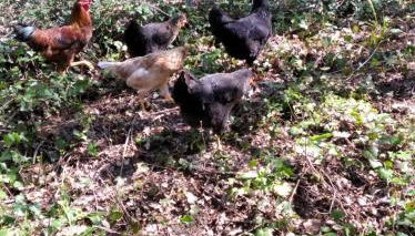 Il mulino che fu la filanda - Foto 4