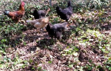 Il mulino che fu la filanda - Foto 4