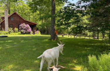 Log Cabin at the Goat Sanctuary - Foto 1