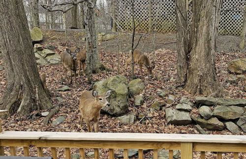 3BR, Lakeview, Hot Tub, Nintendo Switch - Deer Haven Poconos Retreat - Foto 28