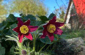 Finnhütten Waldesruh - Foto 25