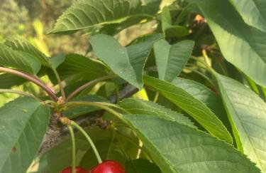 KURNIK - Domek pod lasem - Foto 30