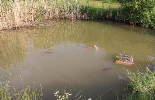 fewogriebelschied - Foto 56