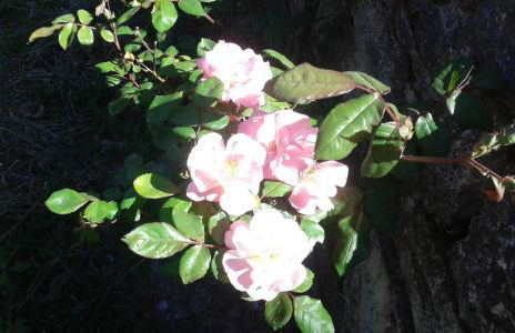 Atelier dei Ciliegi - Foto 22