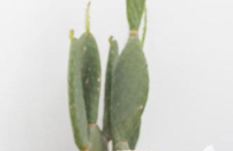 Terrarossa Salento Luxury Home - Foto 35