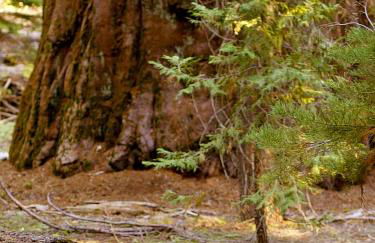 Amazing Oceanview 2 bedroom Oceanfront! by OceanviewHotTubs Shelter Cove, CA Tesla EV Station - Foto 41