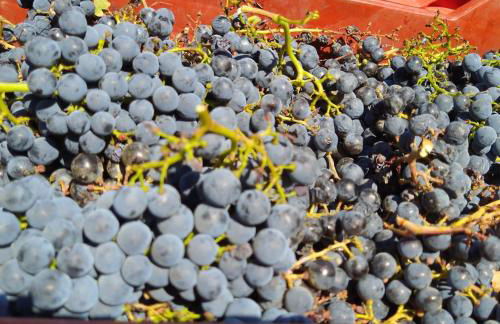 La Giribaldina Winery & Farmhouse - Foto 29