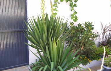 Casa Eufemia - Campo de Criptana - Foto 6