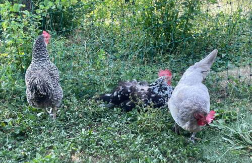 Ferienwohnung Aussicht, Monheimer Alb, Altmühltal - Foto 4