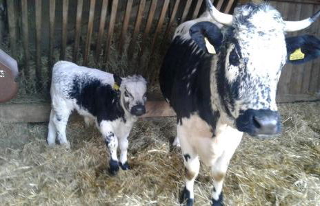 Agriturismo Grones - Photo 32