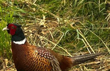 Black Deer - z Sauną na Tarasie, Jacuzzi i Widokiem na Góry - by Deer Hills Luxury Apartments - Foto 50