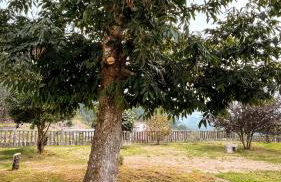 Terra Alta do Furnia - Foto 9