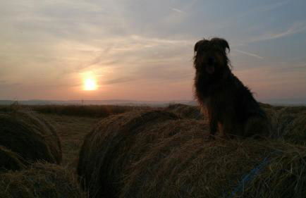 Fewo Rheinwein 1 "ausgezeichnet zum wandern und radfahren" mit Wallbox - Foto 34