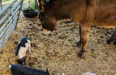 Goldings detached Barn farm stay - Foto 16