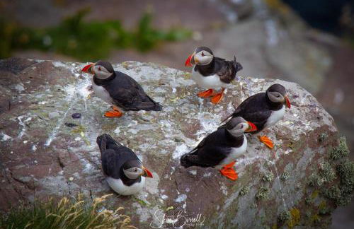 Voortrekker Shetland Holiday Apartments - Foto 16