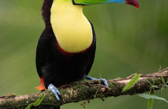 Monteverde Magic Mountain - Foto 43