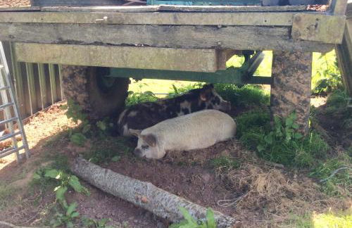 Leverets - Squirrel Lane Lodges Ludlow - Photo 20