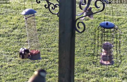 Idyllic Shepherds Hut glorious views to South Downs 'Perch' - Foto 13