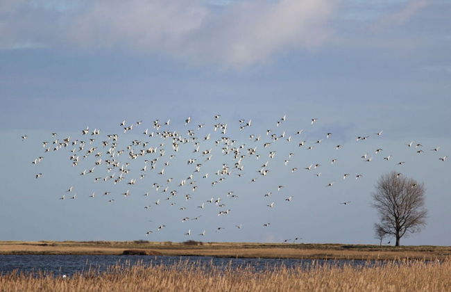 Huus Schippe "collund" - Foto 26
