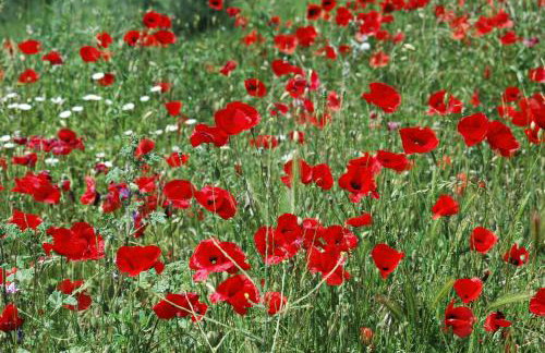 Agriturismo L'Imposto - Foto 32