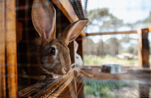 Las HORTENSIAS casa rural en el campo - Foto 3