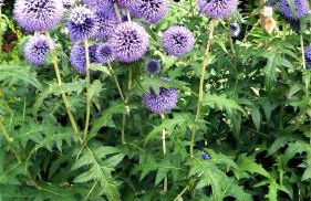 Bungalow Thiele - Foto 14