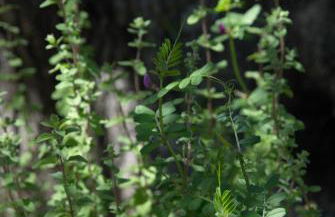 LIORIZA Country Houses - Foto 76