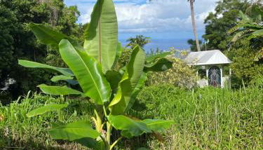 Cozy jungle boat hideaway with stunning ocean view - Foto 5, Garden view