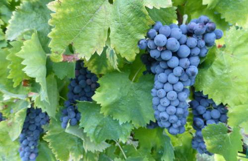 Casarciccia - Photo 11