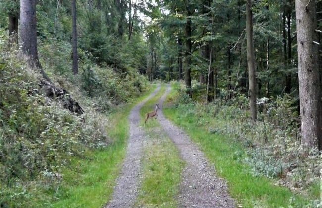 Small and Cozy Apartment in Frauenwald near Forest - Foto 28