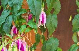 Miętowy Anioł - Foto 7