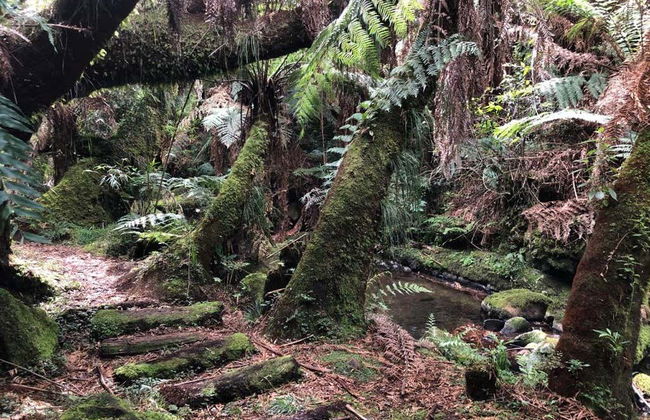 Trilha dos Xaxins - Foto 6