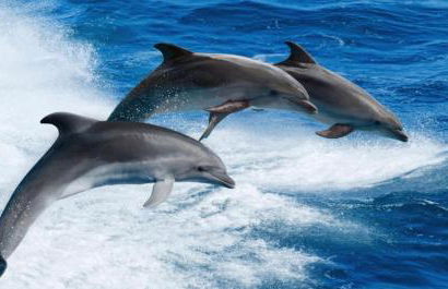 Belle Harbor Suite 71 - Monthly Rental - Foto 21