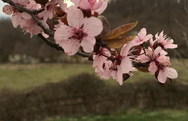 Agriturismo La Casina della Burraia - Photo 24