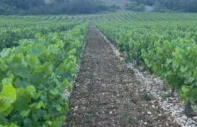 Le domaine du Viticulteur - Gite les Vignes - Foto 28