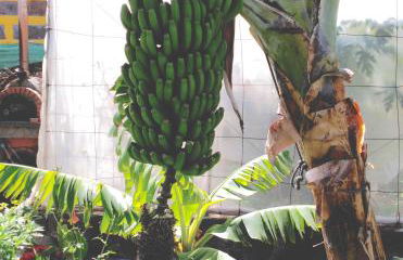 Villa Canaria piscina jacuzzi jardín - Foto 53