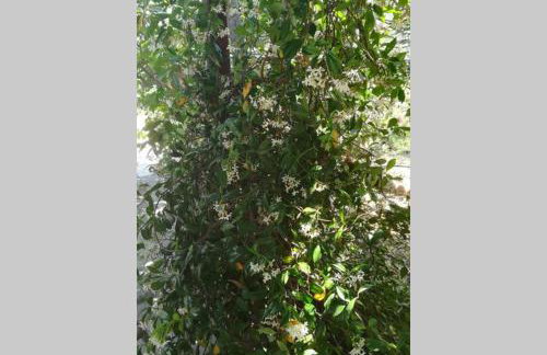 Irinis Cottage - Foto 17