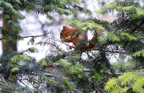 Lochay Lodges - Foto 1