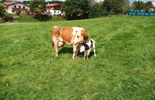 Bio-Ferienhof Köpf - Foto 23