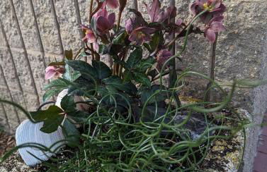 Ocean front home on dunes of Wingaersheek Beach - Photo 63
