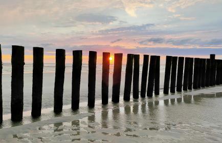 Hund im Glück - Foto 18