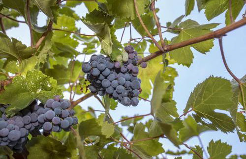 Apartments Juranić - Photo 11