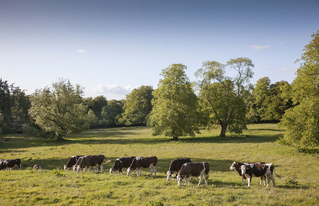 Ballyvolane House - Photo 60