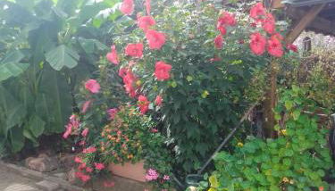 Gästehaus Brunhilde - Foto 4, Garden